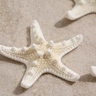Набор из 3 морских звезд, размер каждой 5-10 см, белые - фото 9264918