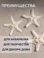 Набор из 3 морских звезд, размер каждой 5-10 см, белые - Фото 3