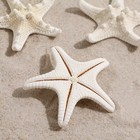 Набор из 3 морских звезд, размер каждой 5-10 см, белые - Фото 4