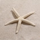 Морская звезда декоративная, 10-16 см - фото 7072812