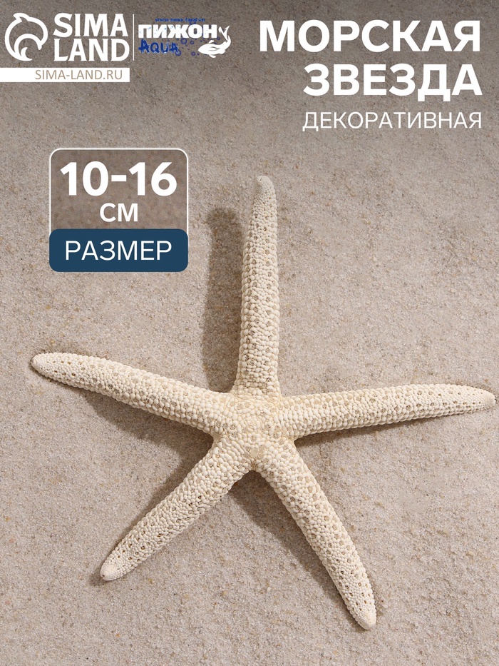Морская звезда декоративная, 10-16 см - Фото 1