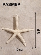 Морская звезда декоративная, 10-16 см - Фото 2