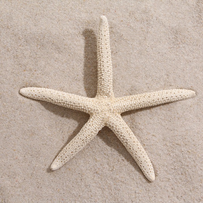 Морская звезда, кукла черепаха из ткани.
