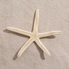Морская звезда декоративная, 10-16 см - фото 7072814