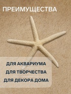 Морская звезда декоративная, 10-16 см - Фото 3