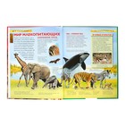 Детская энциклопедия «Млекопитающие» - Фото 3