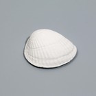 Минеральный камень "Пижон" для черепах и улиток, ракушка, 9 г - фото 9357177