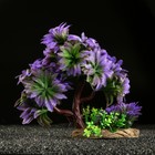 Растение для аквариума и террариума, 11×21 см - Фото 1