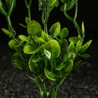 Набор растений искусственных для аквариума (2 шт), 25 см, зелёный - Фото 2