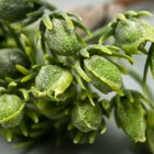 Искусственное растение для творчества "Ягодки" 1 букет=6 веточек зелёный 14 см - Фото 4