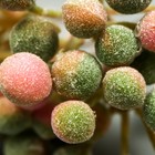 Декор для творчества "Ягодки" 1 букет= 6 веточек сиренево-зелёный 10 см (комплект 10 шт) - фото 25269908