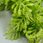 Искусственное растение для творчества "Туя" 1 букет=6 веточек зелёный 13 см 7445294