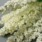 Декор для творчества "Иван чай" 1 букет=10 цветков кремовый 1,5х14 см (комплект 10 шт) - фото 25349657