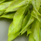 Искусственное растение для творчества "Рукус" 1 букет=6 веточек зелёный 13 см (комплект 10 шт) - фото 21501931