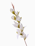 Цветы искусственные «Наперстянка», h=63 см, белые - Фото 5