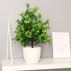 Искусственный цветок в горшке «Колючник», 9×35 см - Фото 1
