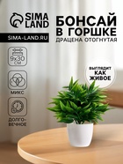 Искусственный цветок в горшке «Драцена отогнутая», 9×30 см - Фото 4