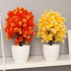 Бонсай "Кабомба" 9х27 см, микс - фото 24381558