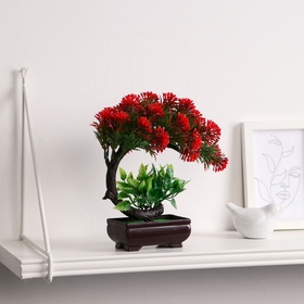 Бонсай в горшке «Селагинелла африканская», 10×20 см, МИКС