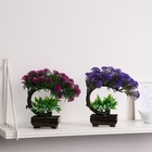 Бонсай в горшке «Селагинелла африканская», 10×20 см, МИКС - Фото 6