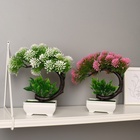 Бонсай в горшке «Селагинелла африканская», 10×20 см, МИКС - Фото 7