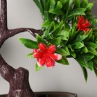 Бонсай "Рододендрон японский" 16х26 см, микс - фото 24523335