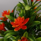 Бонсай в горшке "Праздничный цветник" 9х21 см, микс - Фото 2