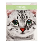Комплект тетрадей из 5 штук (4 разные + 1 повторяющаяся), 36 листов в клетку Calligrata "Кошки", обложка мелованная бумага, блок №2, белизна 75% (серые листы) - фото 25269970