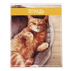 Комплект тетрадей из 5 штук (4 разные + 1 повторяющаяся), 36 листов в клетку Calligrata "Кошки", обложка мелованная бумага, блок №2, белизна 75% (серые листы) - фото 25269972