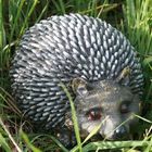 Садовая фигура "Ёж №3" 20*18*17 см - Фото 2