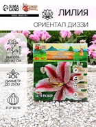 Лилия «Ориентал Диззи», луковица в пакете с перфорацией, р-р 14/16, 2 шт. - Фото 1