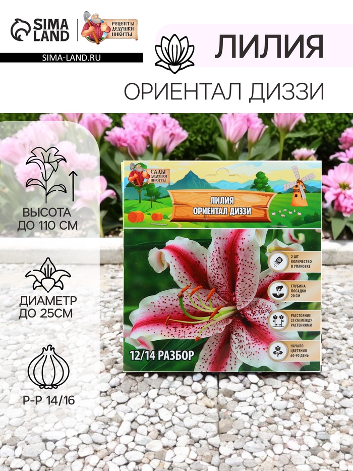 Лилия «Ориентал Диззи», луковица в пакете с перфорацией, р-р 14/16, 2 шт. - Фото 1