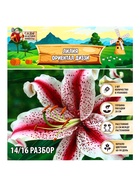 Лилия «Ориентал Диззи», луковица в пакете с перфорацией, р-р 14/16, 2 шт. - Фото 8