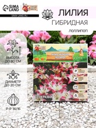 Лилия гибридная «ЛоллиПоп», луковица в пакете с перфорацией, р-р 14/16, 2 шт. - Фото 1