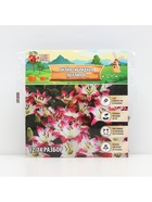 Лилия гибридная «ЛоллиПоп», луковица в пакете с перфорацией, р-р 14/16, 2 шт. - Фото 5