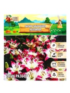 Лилия гибридная «ЛоллиПоп», луковица в пакете с перфорацией, р-р 14/16, 2 шт. - Фото 8