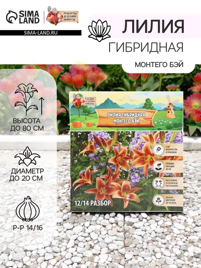 Лилия гибридная «Монтего Бэй», луковица в пакете с перфорацией, р-р 14/16, 2 шт.