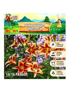 Лилия гибридная «Монтего Бэй», луковица в пакете с перфорацией, р-р 14/16, 2 шт. - Фото 8