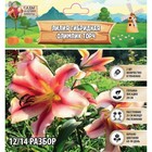 Лилия гибридная «Олимпик Торч», луковица в пакете с перфорацией, р-р 14/16, 2 шт. - Фото 2