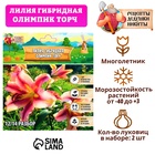 Лилия гибридная «Олимпик Торч», луковица в пакете с перфорацией, р-р 14/16, 2 шт. - Фото 1