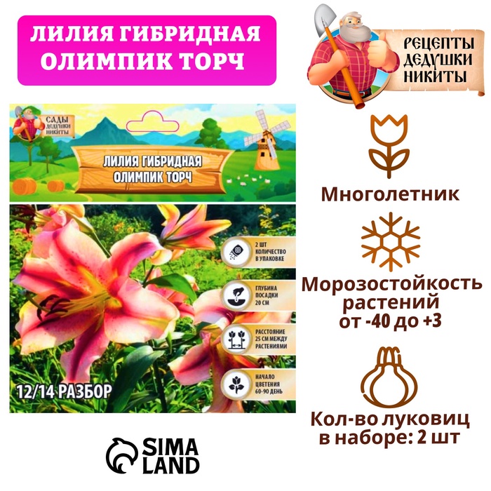 Лилия гибридная «Олимпик Торч», луковица в пакете с перфорацией, р-р 14/16, 2 шт. - Фото 1