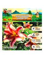 Лилия гибридная «Олимпик Торч», луковица в пакете с перфорацией, р-р 14/16, 2 шт. - Фото 5