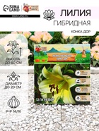 Лилия гибридная «Конка Дор», луковица в пакете с перфорацией, р-р 14/16, 2 шт. - Фото 1