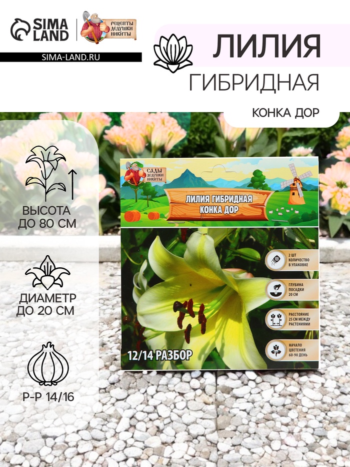 Лилия гибридная «Конка Дор», луковица в пакете с перфорацией, р-р 14/16, 2 шт. - Фото 1