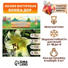 Лилия гибридная "Конка Дор", р-р 14/16, 2 шт, Весна 2025 7763062 - фото 317765804