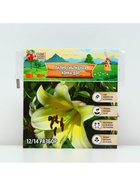 Лилия гибридная «Конка Дор», луковица в пакете с перфорацией, р-р 14/16, 2 шт. - Фото 5