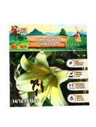 Лилия гибридная «Конка Дор», луковица в пакете с перфорацией, р-р 14/16, 2 шт. - Фото 8