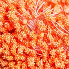 Тычинки для цветов "Капельки пузырьковые оранж" 4х7 мм набор 700 шт длина 6,5 см - фото 6556052