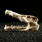 Декор для аквариума "Череп крокодила", 13 х 5,5 х 6 см - Фото 3