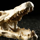 Декор для аквариума "Череп крокодила", 13 х 5,5 х 6 см - Фото 5